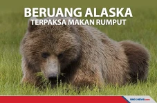 Populasi Salmon Menurun,...