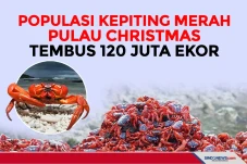 Populasi Kepiting Merah...