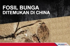 Fosil Bunga berusia...