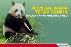 Penyebab Panda Tetap...