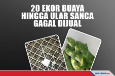 Perdagangan Puluhan...