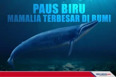 Paus Biru Mamalia Terbesar...