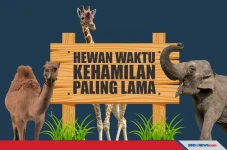 Berikut 9 Hewan dengan...