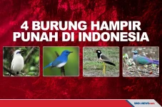 Tinggal Puluhan Ekor,...