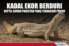 Kadal ekor berduri,...