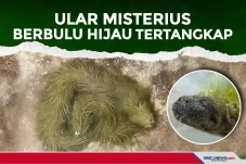 Ular Misterius Berbulu...