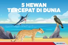 5 Hewan Tercepat di...