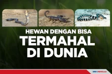 Ada Ular Kobra, Berikut...