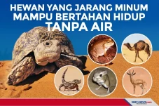 6 Hewan yang Jarang...