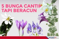 5 Bunga Cantik tapi...