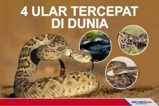 4 Ular Tercepat di Dunia,...