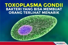 Toxoplasma gondii Bakteri...