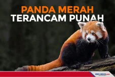 Tersisa 10.000 Ekor,...