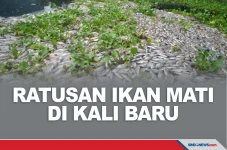Ratusan Ikan Mati Misterius...