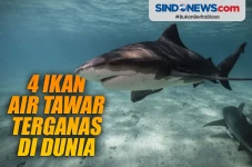 4 Ikan Air Tawar Terganas...