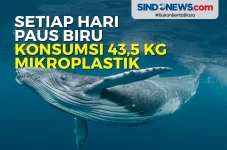 Setiap Hari Paus Biru...