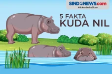5 Fakta Kuda Nil, Kawin...