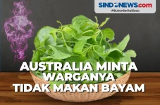 Timbulkan Halusinasi,...