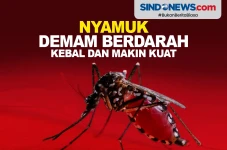 Berbahaya! Nyamuk Demam...