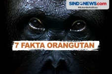 Fakta Unik Orangutan...