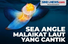Sea Angle, Malaikat...