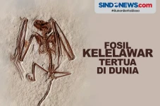 Fosil Kelelawar Tertua...