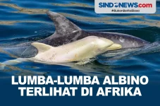Langka, Lumba-lumba...