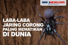 Laba-laba jaring corong...