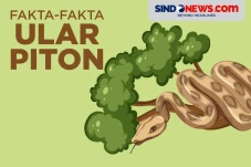 9 Fakta Menarik Tentang...