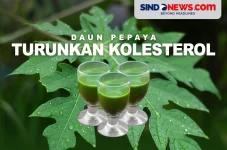 Mengkonsumsi Daun Pepaya...