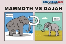 Perbedaan Mammoth dan...