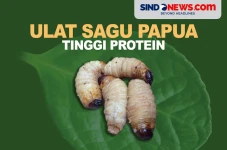 Ulat Sagu Papua, Larva...