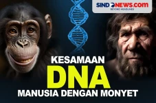 Persentase Kesamaan...