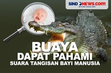 Ternyata Buaya Dapat...