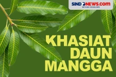 Manfaat Daun Mangga...