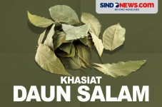 Khasiat Daun Salam,...