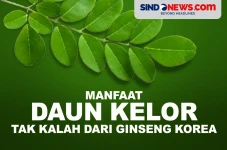 Daun Kelor Memiliki...