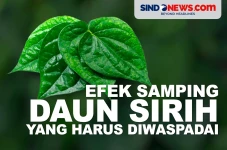 Efek Samping Daun Sirih...