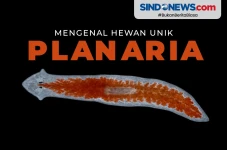Planaria, Hewan yang...