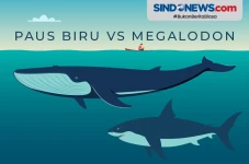 Perbandingan Hiu Megalodon...