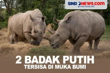 Di Ambang Kepunahan,...