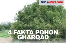 4 Fakta Pohon Gharqad,...