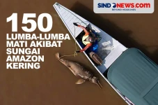 Ratusan Lumba-Lumba...