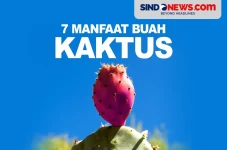 7 Manfaat Buah Kaktus,...