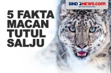 5 Fakta Macan Tutul...