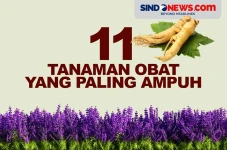 11 Tanaman Obat yang...