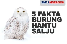 5 Fakta Menarik Burung...