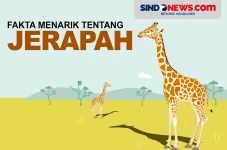 6 Fakta Jerapah, Hewan...