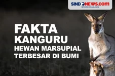 Fakta Kanguru, Hewan...