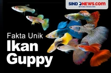 Fakta Unik Ikan Guppy,...
